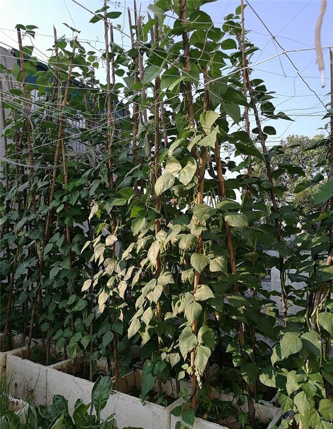 trồng rau sạch,vườn rau trên sân thượng