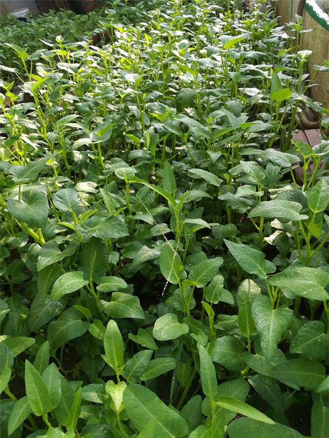 trồng rau sạch,vườn rau trên sân thượng