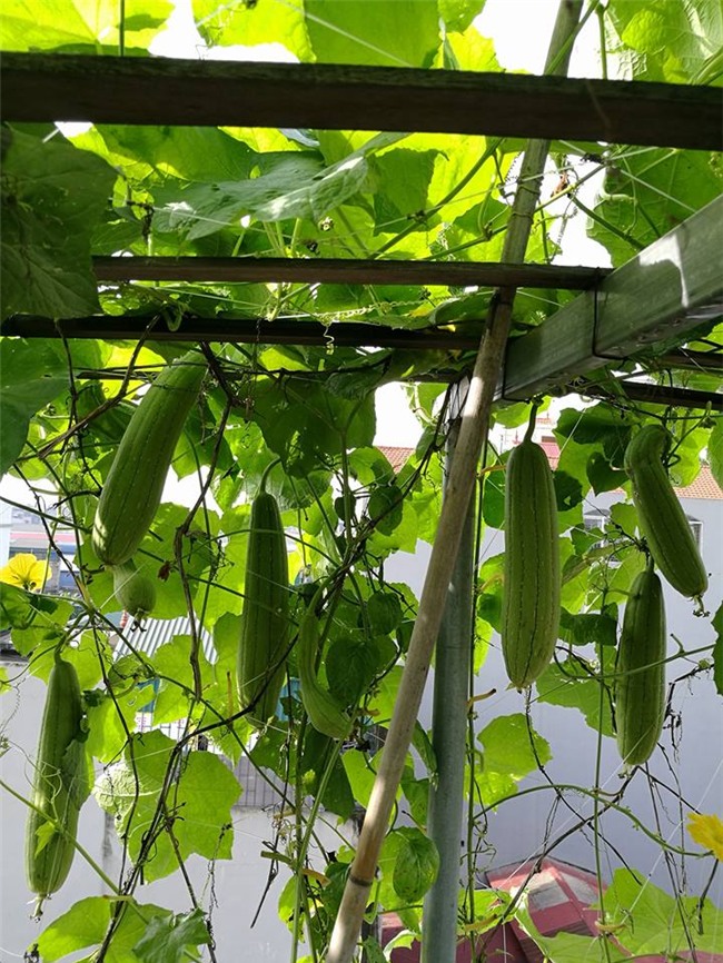 trồng rau sạch,vườn rau trên sân thượng