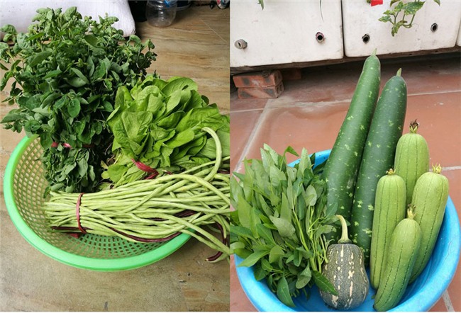 trồng rau sạch,vườn rau trên sân thượng