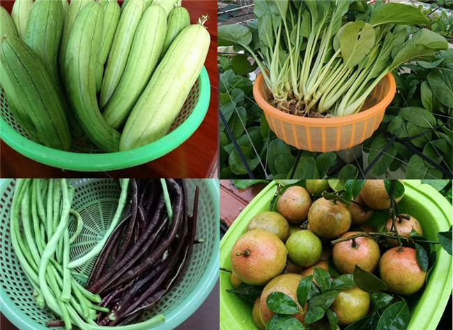 trồng rau sạch,vườn rau trên sân thượng