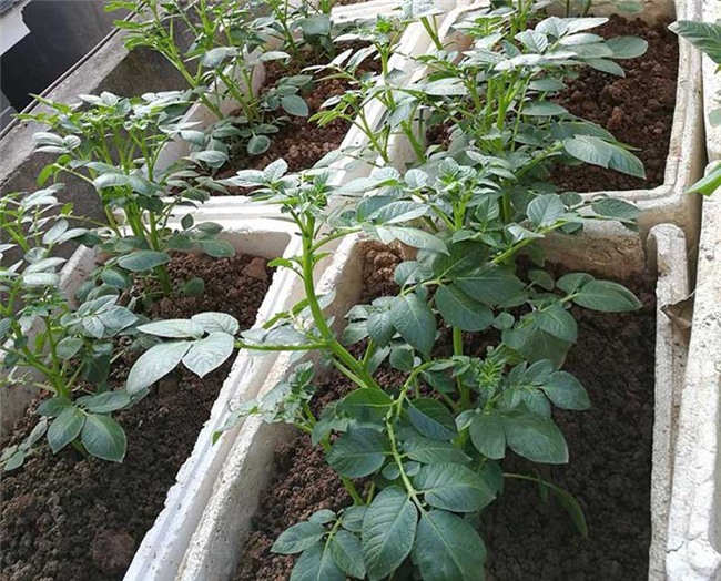 trồng rau sạch,vườn rau trên sân thượng