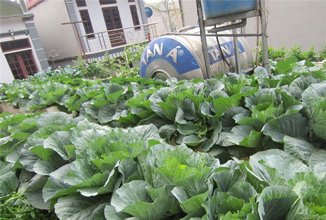 trồng rau sạch,vườn rau trên sân thượng