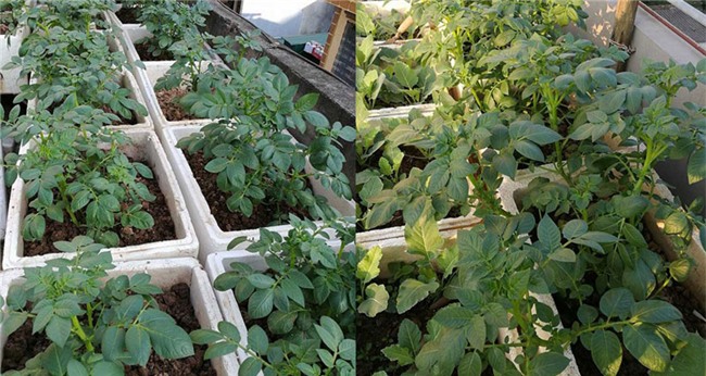 trồng rau sạch,vườn rau trên sân thượng