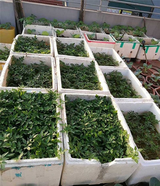 trồng rau sạch,vườn rau trên sân thượng