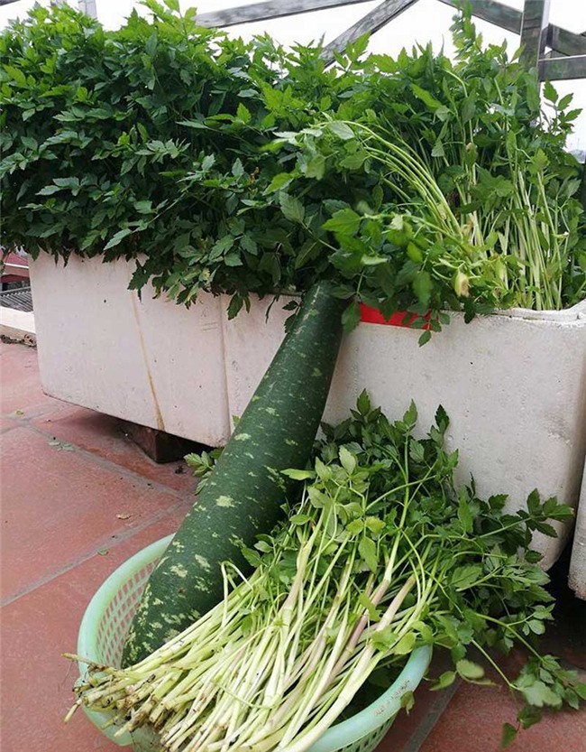 trồng rau sạch,vườn rau trên sân thượng