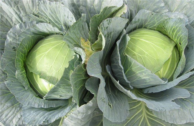 trồng rau sạch,vườn rau trên sân thượng