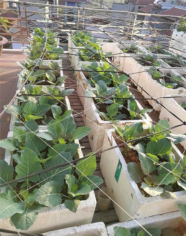 trồng rau sạch,vườn rau trên sân thượng