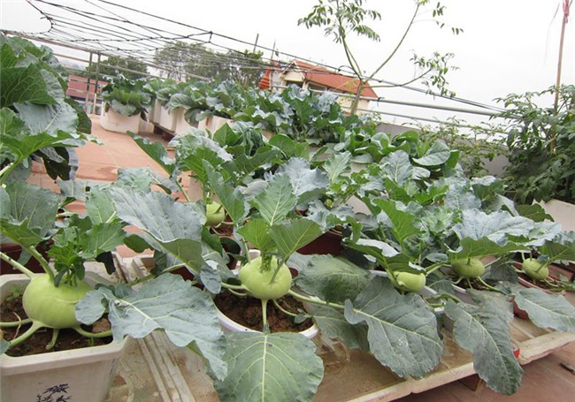 trồng rau sạch,vườn rau trên sân thượng