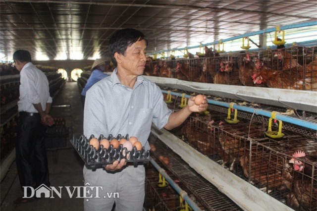 lam giau nong thon: nuoi 2 van ga de sieu khoe, lai