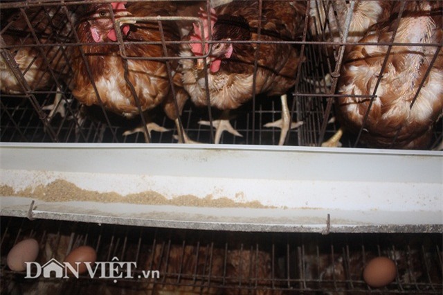 lam giau nong thon: nuoi 2 van ga de sieu khoe, lai