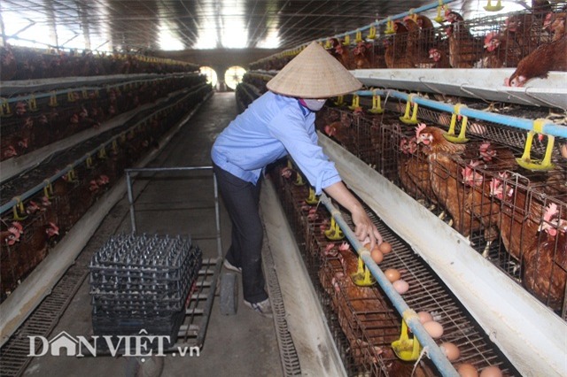 lam giau nong thon: nuoi 2 van ga de sieu khoe, lai