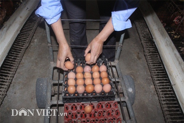 lam giau nong thon: nuoi 2 van ga de sieu khoe, lai