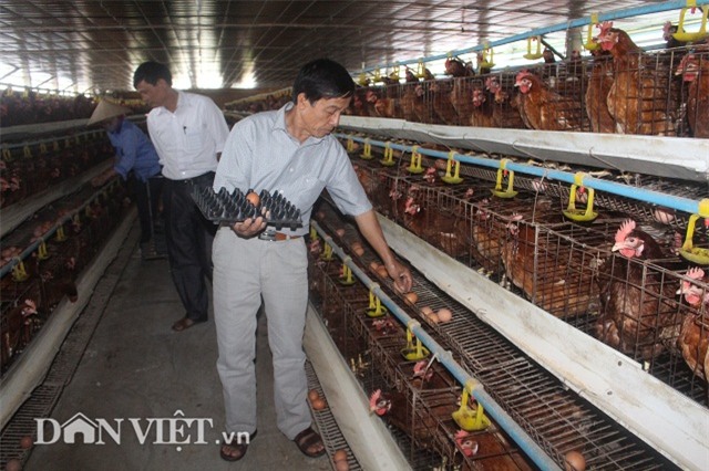 lam giau nong thon: nuoi 2 van ga de sieu khoe, lai