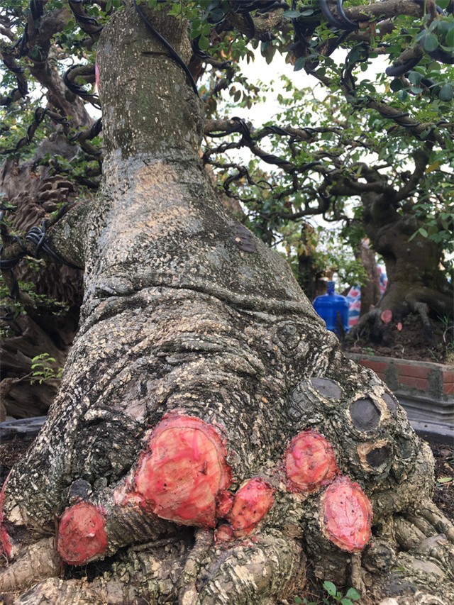 Giá chát nghìn đô, đại gia tiếc hùi hụi vì để vuột mất cây cần thăng