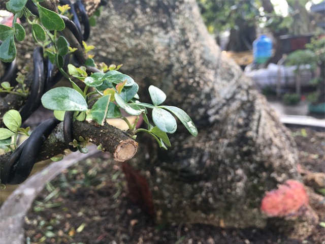 Giá chát nghìn đô, đại gia tiếc hùi hụi vì để vuột mất cây cần thăng