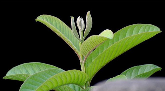 la oi – phep la de so huu mai toc va lan da dep - 6