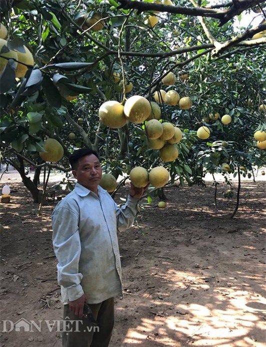 lam giau o nong thon: phat tai voi vuon buoi dien 40.000 qua hinh anh 1