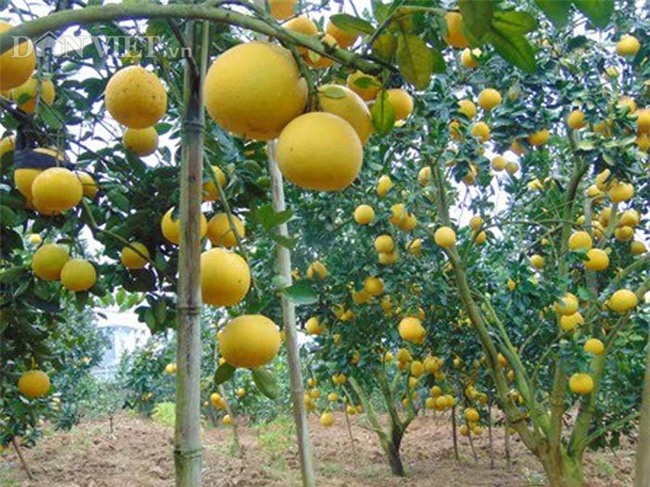 lam giau o nong thon: phat tai voi vuon buoi dien 40.000 qua hinh anh 2