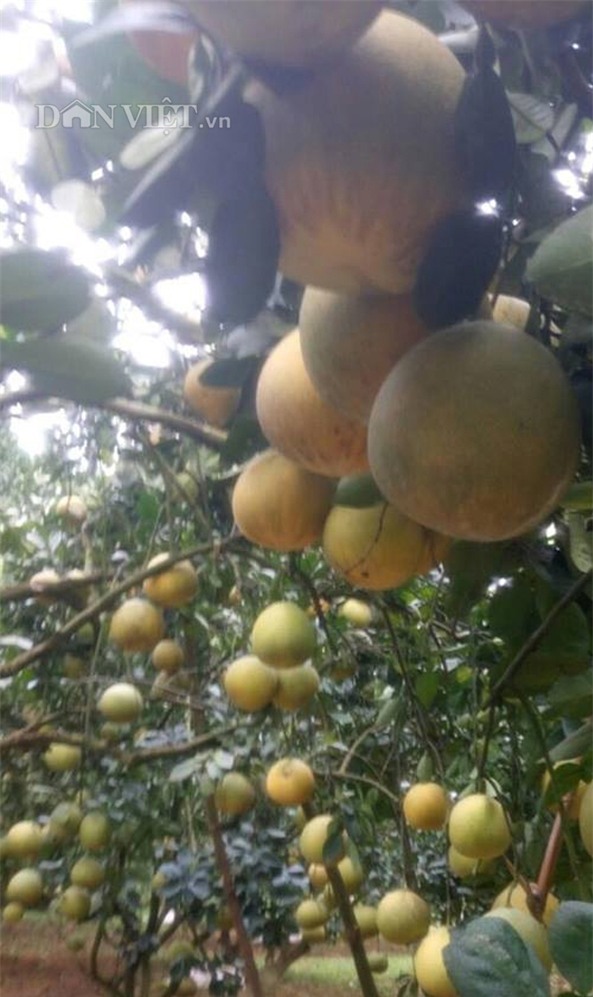 lam giau o nong thon: phat tai voi vuon buoi dien 40.000 qua hinh anh 3