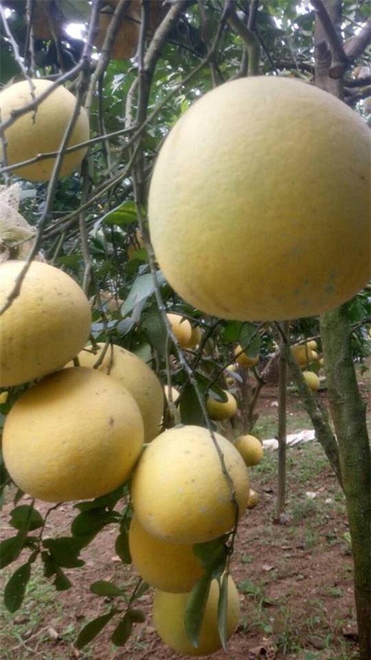 lam giau o nong thon: phat tai voi vuon buoi dien 40.000 qua hinh anh 4