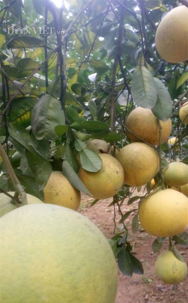 lam giau o nong thon: phat tai voi vuon buoi dien 40.000 qua hinh anh 5