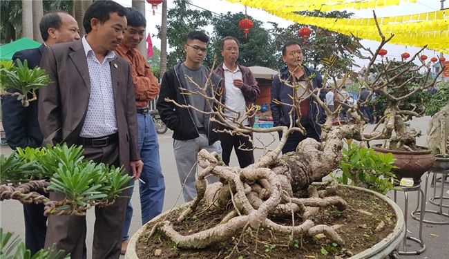 siêu cây,siêu cây cảnh,siêu cây triệu đô,cây cảnh,chơi cây cảnh