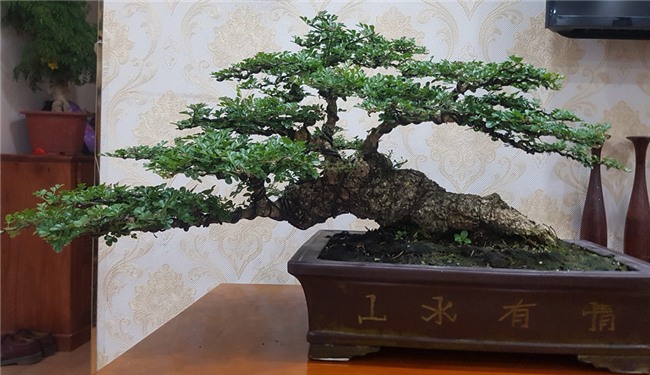 siêu cây,siêu cây cảnh,siêu cây triệu đô,cây cảnh,chơi cây cảnh