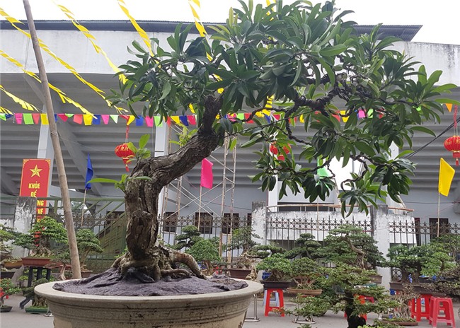 siêu cây,siêu cây cảnh,siêu cây triệu đô,cây cảnh,chơi cây cảnh