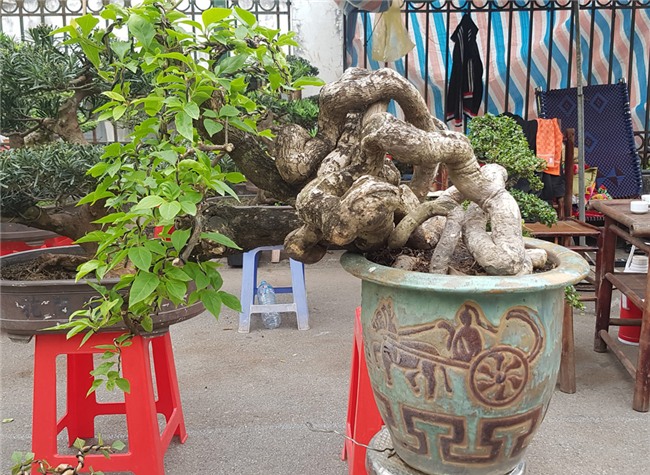 siêu cây,siêu cây cảnh,siêu cây triệu đô,cây cảnh,chơi cây cảnh