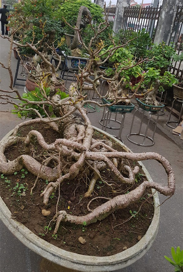 siêu cây,siêu cây cảnh,siêu cây triệu đô,cây cảnh,chơi cây cảnh