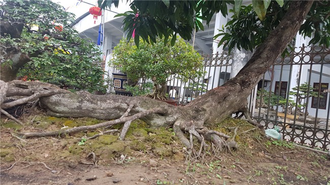 siêu cây,siêu cây cảnh,siêu cây triệu đô,cây cảnh,chơi cây cảnh