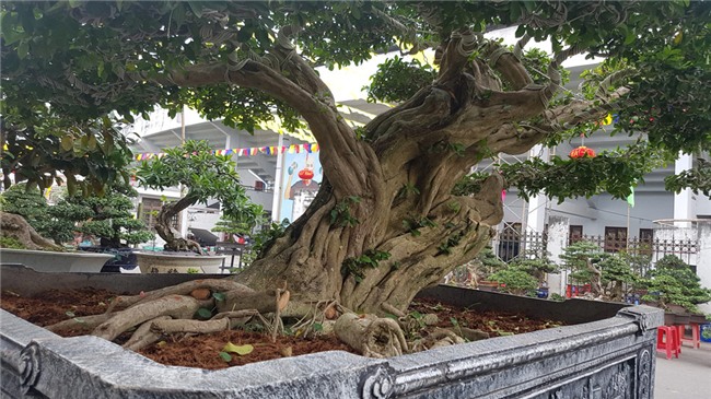 siêu cây,siêu cây cảnh,siêu cây triệu đô,cây cảnh,chơi cây cảnh