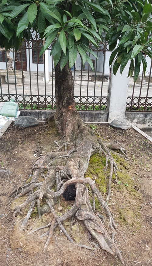 siêu cây,siêu cây cảnh,siêu cây triệu đô,cây cảnh,chơi cây cảnh