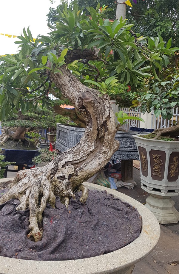 siêu cây,siêu cây cảnh,siêu cây triệu đô,cây cảnh,chơi cây cảnh