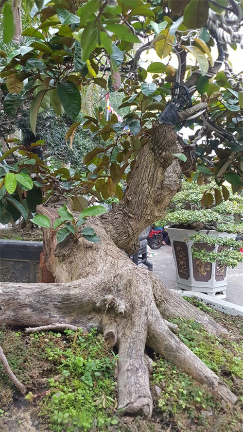 siêu cây,siêu cây cảnh,siêu cây triệu đô,cây cảnh,chơi cây cảnh