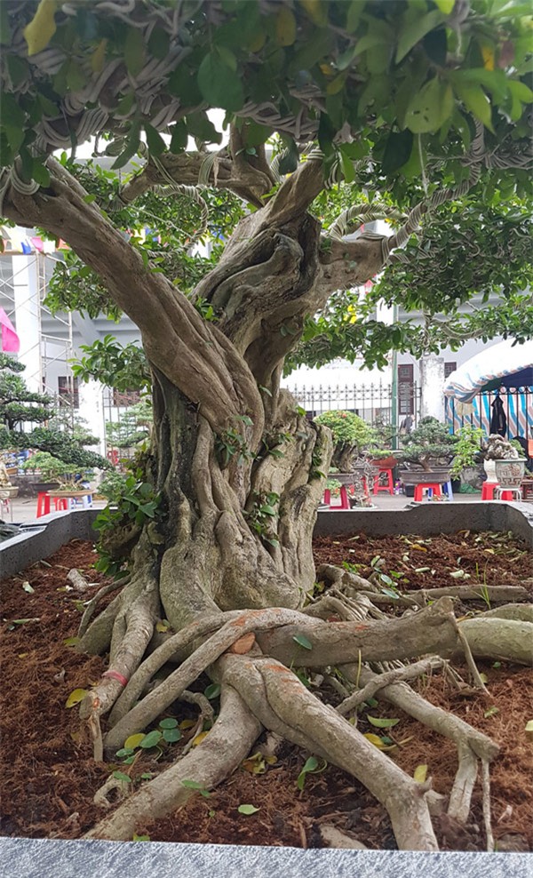 siêu cây,siêu cây cảnh,siêu cây triệu đô,cây cảnh,chơi cây cảnh