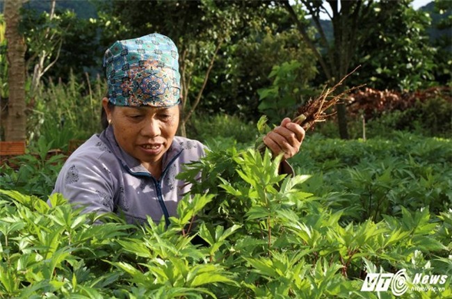 tỷ phú nông dân,nông dân làm giàu,dược liệu