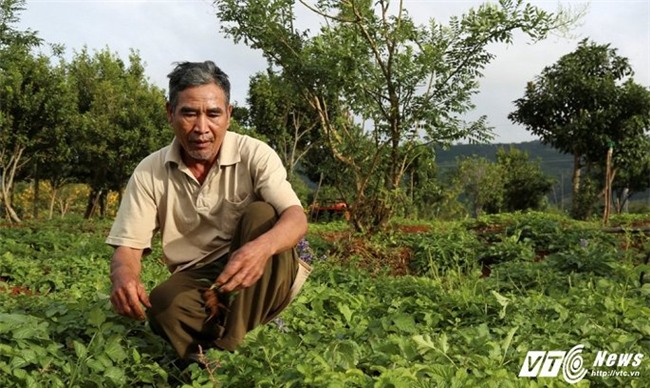 tỷ phú nông dân,nông dân làm giàu,dược liệu