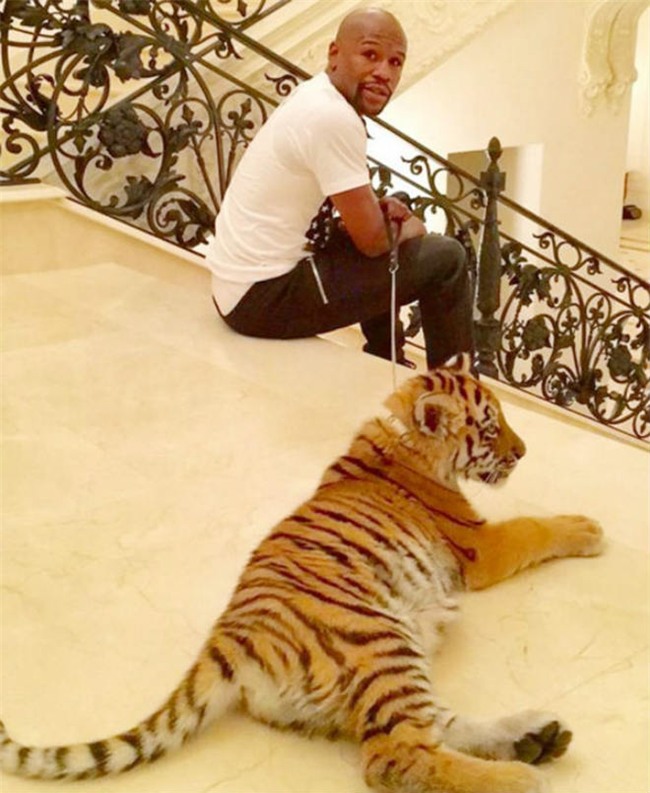 Liều mạng như Mayweather: Đùa giỡn với hổ trắng khổng lồ - 3