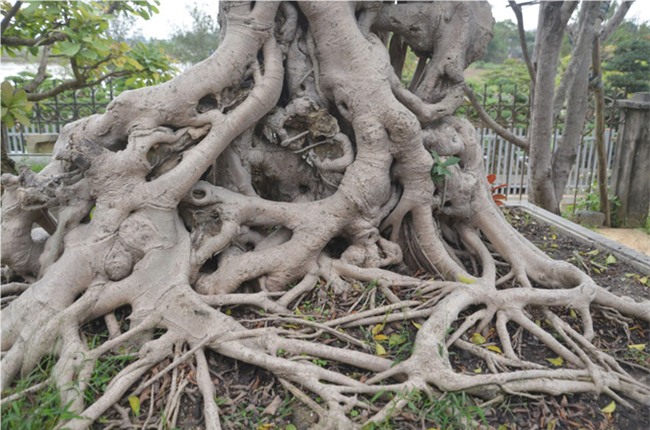 Cây si,cây cảnh,cây cảnh tiền tỷ