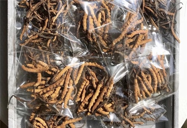 đông trùng hạ thảo,quà biếu tết,đông trùng hạ thảo tây tạng