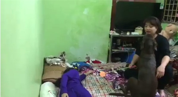 Chú chó đáng yêu giúp cô chủ nhỏ không bị đánh đòn gây bão mạng-1