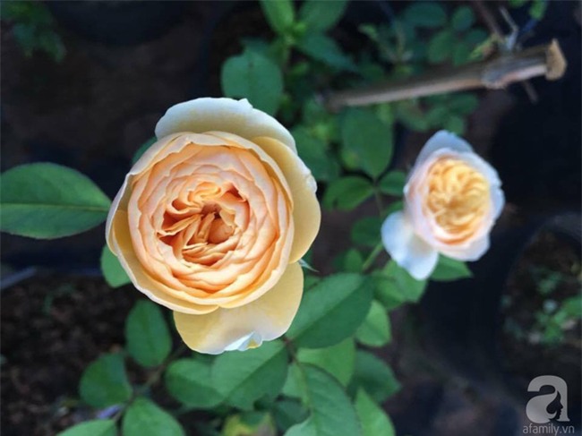 Khu vườn hoa hồng 2000 gốc gây thương nhớ cho bất cứ ai của chàng trai 9x ở Đồng Nai - Ảnh 11.