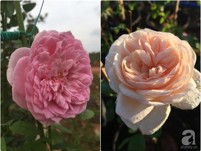 Khu vườn hoa hồng 2000 gốc gây thương nhớ cho bất cứ ai của chàng trai 9x ở Đồng Nai - Ảnh 17.