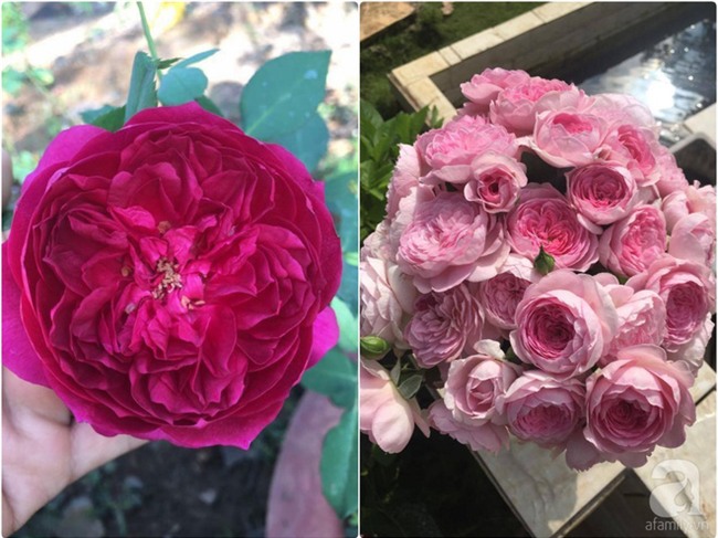 Khu vườn hoa hồng 2000 gốc gây thương nhớ cho bất cứ ai của chàng trai 9x ở Đồng Nai - Ảnh 19.