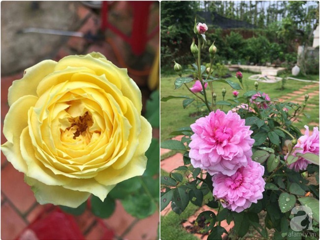Khu vườn hoa hồng 2000 gốc gây thương nhớ cho bất cứ ai của chàng trai 9x ở Đồng Nai - Ảnh 25.