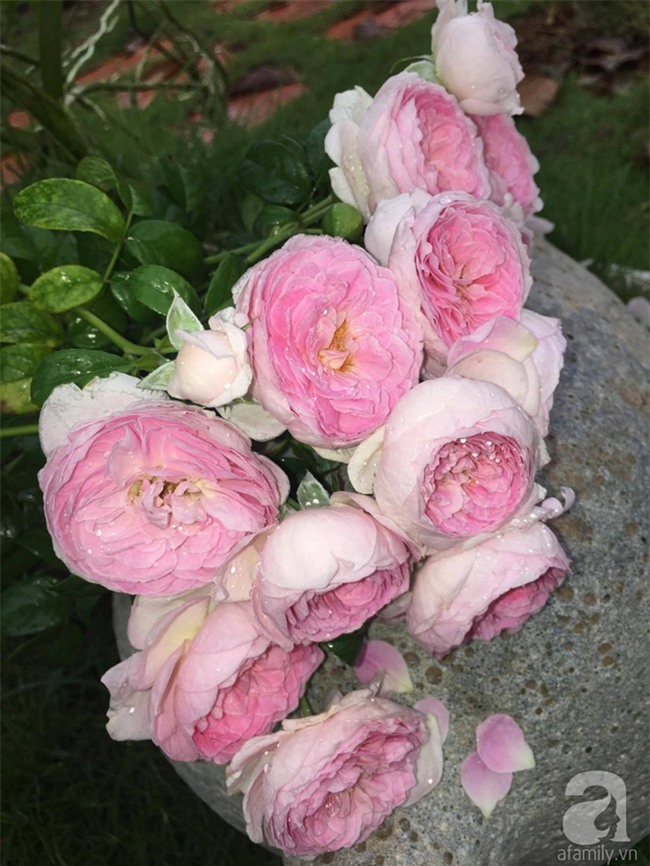 Khu vườn hoa hồng 2000 gốc gây thương nhớ cho bất cứ ai của chàng trai 9x ở Đồng Nai - Ảnh 28.