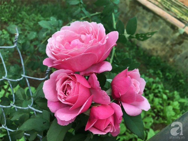 Khu vườn hoa hồng 2000 gốc gây thương nhớ cho bất cứ ai của chàng trai 9x ở Đồng Nai - Ảnh 29.