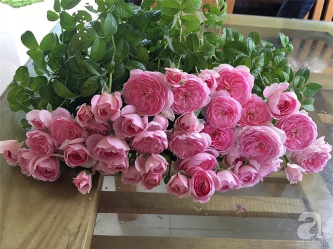 Khu vườn hoa hồng 2000 gốc gây thương nhớ cho bất cứ ai của chàng trai 9x ở Đồng Nai - Ảnh 30.